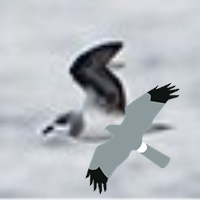 GPC (@gpcbirding) 's Twitter Profile