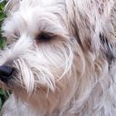 lisa grigg - @cornishlassy - Twitter