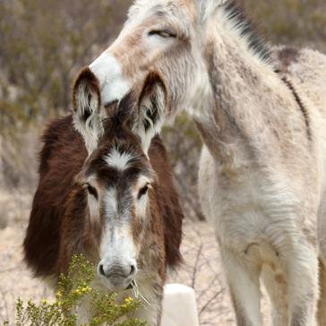 #justice4mustangs 
#wildburrosofwesttexas