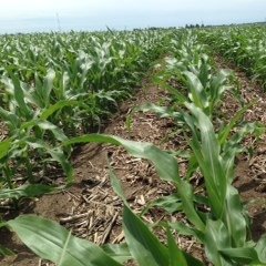 MCAgronomics's profile picture. Agronomist, co-owner of McGillicuddy Corrigan Agronomics, Iowa transplant