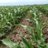 MCAgronomics's profile image