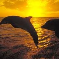 Glikoula5's profile picture. 