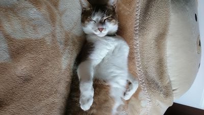 uhoma2's profile picture. とにかく動物関連を拡散します。又、勝手にフォローもさせて頂きます。失礼がありましたらお許しください悪気は一切ありません。日本内外の言葉なき声の主たちの悲痛な叫びを伝えさせて頂きます。どうぞよろしくお願い致しますm(__)m