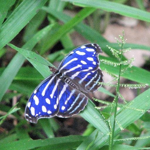 ButlerBiology's profile picture. Biological Sciences is the largest major in the College of Liberal Arts and Sciences @ButlerUlas at Butler University @butleru.