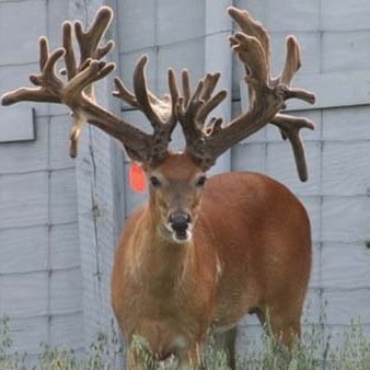 Are you a Outdoor Sportsman?