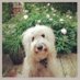 Liz Hardaway Sjodin (@lizsjodin) Twitter profile photo