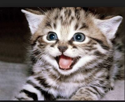 edayilmaz1234's profile picture. dört ayaklilardan korkmam iki ayaklilardan korktuğum kadar.