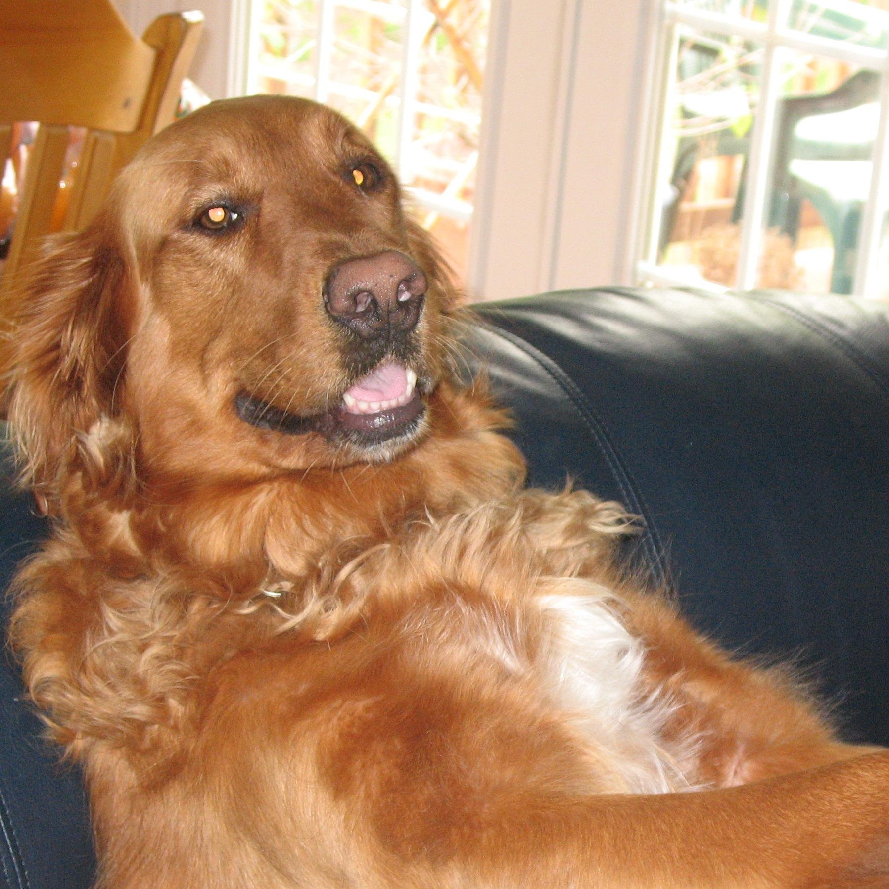 pj_got_swag's profile picture. Probably having an existential crisis or looking at dog gifs