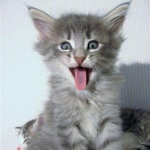 I speak little..