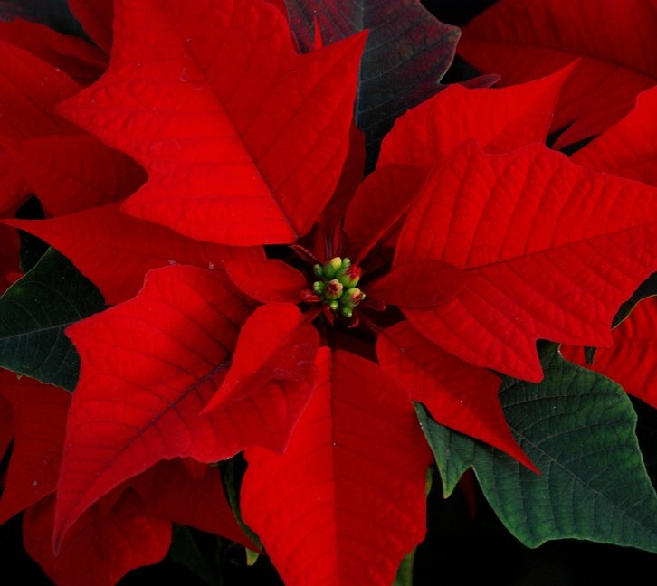 2014 Trial To Be Held Thursday November 13, 2014
at Dan Schantz Greenhouse in Zionsville, PA