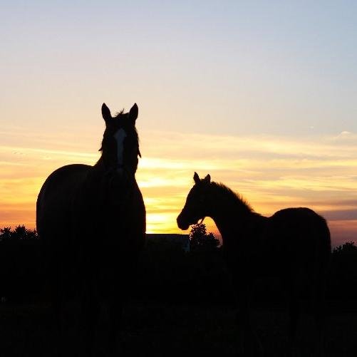 Thoroughbred breeding farm and sales consignment, in the bluegrass of Kentucky.