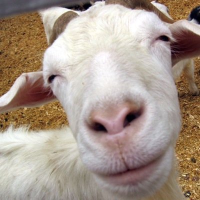 Siempre CHIVO, siempre PICANTE. Aunque a veces me haga el chivo loco.