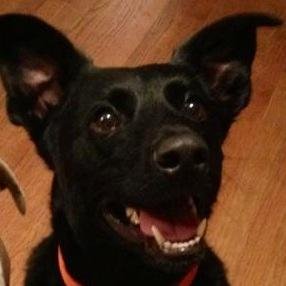 TreeshiBug's profile picture. Wag more, bark less