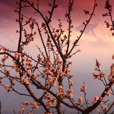 macachurruca's profile picture. 