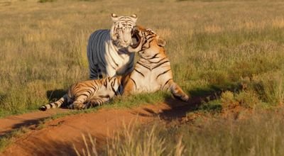 RemoSiciliano's profile picture. Software. Cloud. Mobile. Enterprise.  Tigers. Flying.