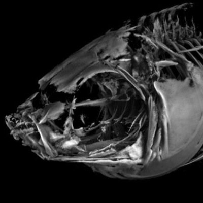 The study of fishes, bones, and biomechanics...