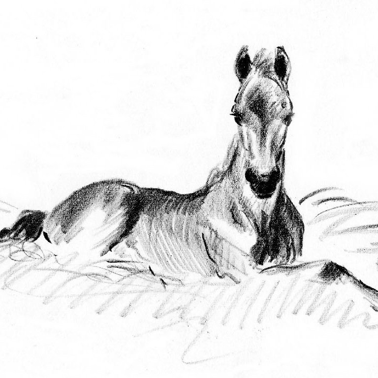 Cards and prints from the original drawings of equestrian artist, children's book illustrator & founder of Catherston Stud, Anne Bullen (1912-1963)