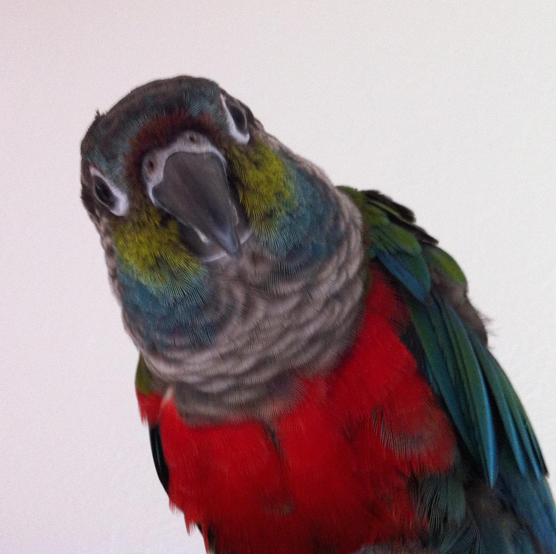 ウロコインコ7羽＆母と生活中ヽ(⁰⊖⁰ )/ヽ( ⁰⊖⁰)/🌟2019年から副業でガチな易占い師もしてます。お悩み相談はリンクから招待コード【PNJS3】入れてカモン( ﾟДﾟ)。「Ｘ見た」でカード占い1件サービス🔮 いい年して #光が死んだ夏 に死ぬほどハマり中ｗw好きなんやめられん！アニメ化決まって浮かれ中🫠