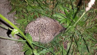 rudloff24's profile picture. 