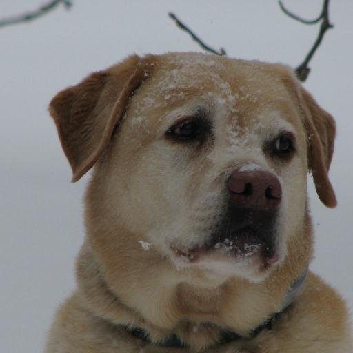 Carlez1011's profile picture. 