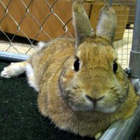 Rabbit Ramblings(@BunyaRR) 's Twitter Profile Photo