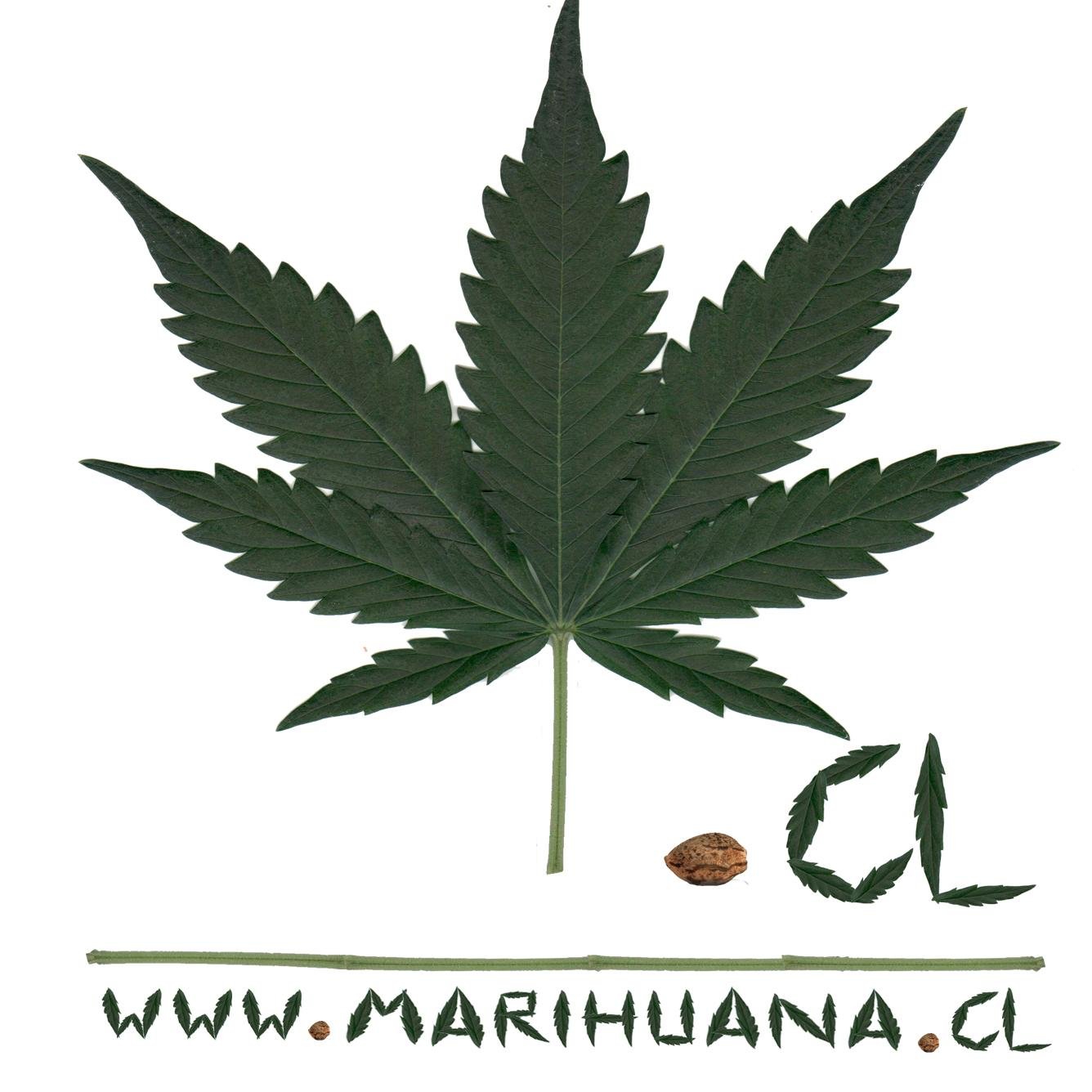 https://t.co/wcGLsvD978 ..algo más que marihuana ✌️ 25 años!! (Abril 2000) Investigando, Educando, Entreteniendo y Apoyando al Activismo Cannábico de Todo el Mundo.