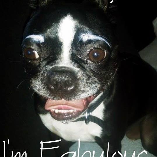 Writer, Artist, World Traveler, Pizza expert, Owned by Boston Terriers