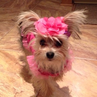 PrincessMitzy's profile picture. Fav food is human chicken.
But not dog food chicken