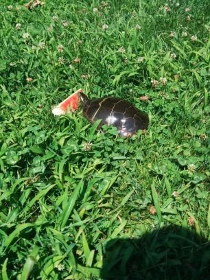 foulchild21's profile picture. bonjour