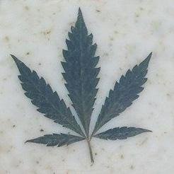 jaboneando1's profile picture. Jabones artesanales con productos naturales y ecologicos.