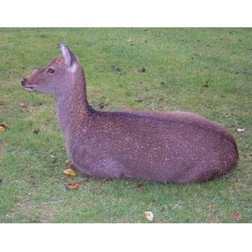 キン肉マンの連載を楽しみにしつつブラゲとか 三国志net/秘密三国志己鯖は復活した すごい