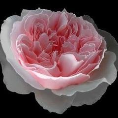 lipingzhangyy's profile picture. 