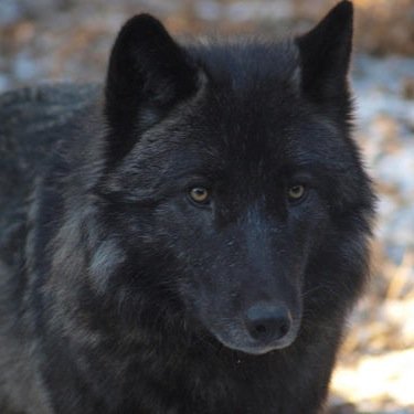 I'm Thorn I'm a elemental wolf I'm a shapeshifter and I'm the alpha male of the Zodiac Pack. RP|single|Alpha|3 pack members