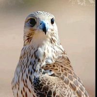 ‏احب من احب الله ورسوله وملائكته  ووطنه واولي الامر