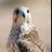 shehan_3q's profile image