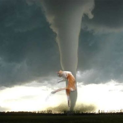 The tornado of cats is upon us.