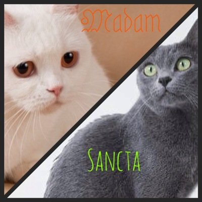 Madam:Ghost, First mate of Francis, kits:@CloudedLeader @OnlySpiritCat || Sancta:@FrancisFeline1's mate.