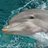Delphin