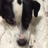 sochie (@sochie6) 's Twitter Profile