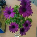 isabel  barron - @yobarron - Twitter