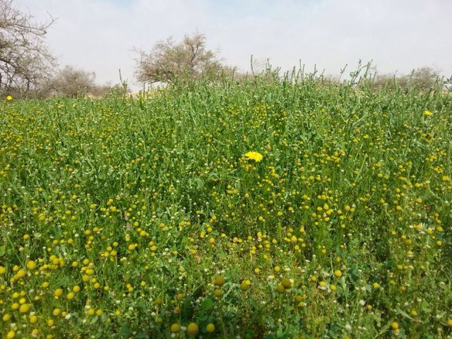 الرياض