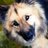 dogphotograph's profile image