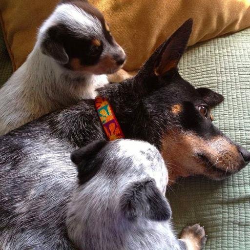 A volunteer  based rescue for Australian cattledogs.  Our mission is to rescue, heal, rehabilitate and rehome from CA shelters.   We need fosters!