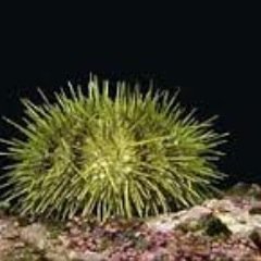 PassAggressHulk's profile picture. I'm just fine. Everything's just fine.