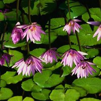 sumi (@sunuwar6) 's Twitter Profile