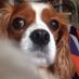 Karen is not here rt now (@karenlawler) Twitter profile photo