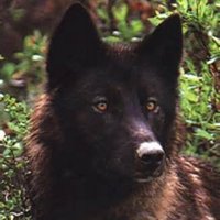 Mike (@mikewolf_1) 's Twitter Profile