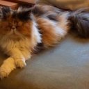 Alice steele - @AliceLilyii - Twitter