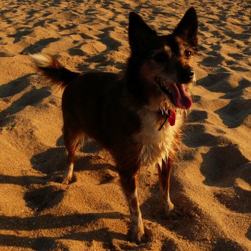 SainterSteve's profile picture. RIP to my beautiful, loving and loyal little friend and companion Jackie, who was such a big part of our lives for the past 12 years.