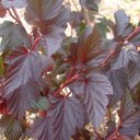 Pablo Watson - @los4ang7eles - Twitter